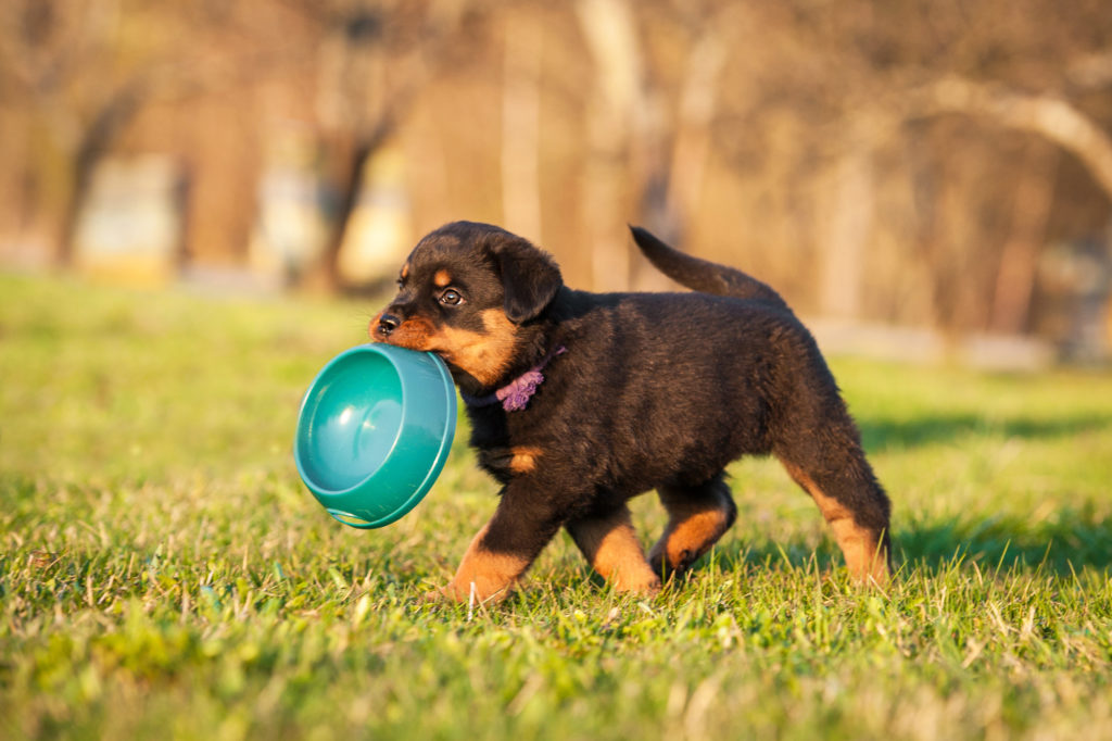 How to Select the Right Bowl for Your Puppy