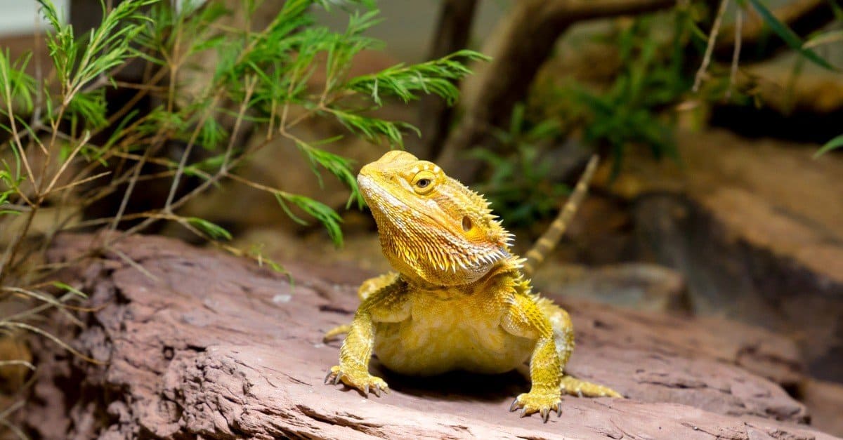 The Most Adorable Small Pet Lizards