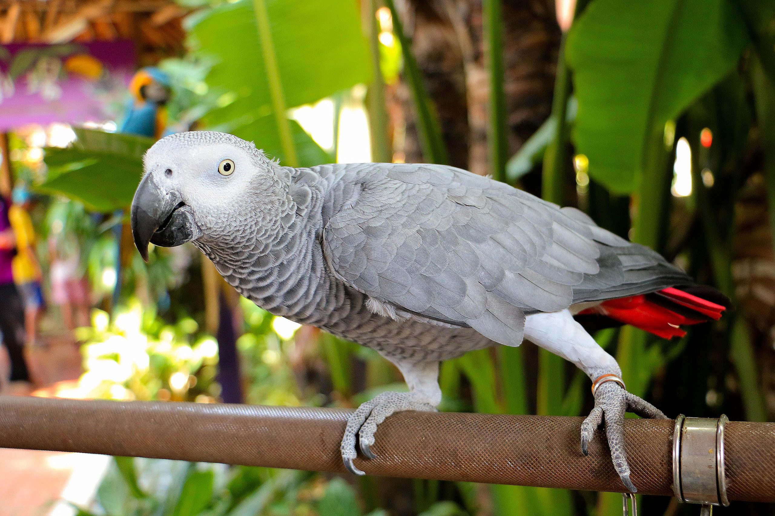 Top 10 Most Talkative Parrots