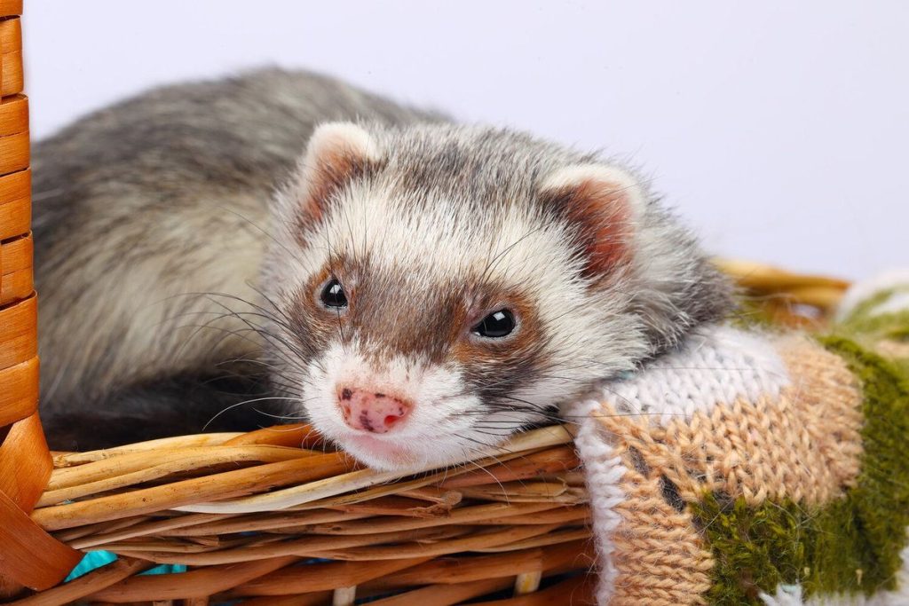 15 Easy Steps to Ferret Proofing a Room